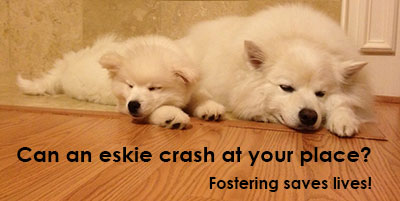 foster an eskie - can we crash at your place?